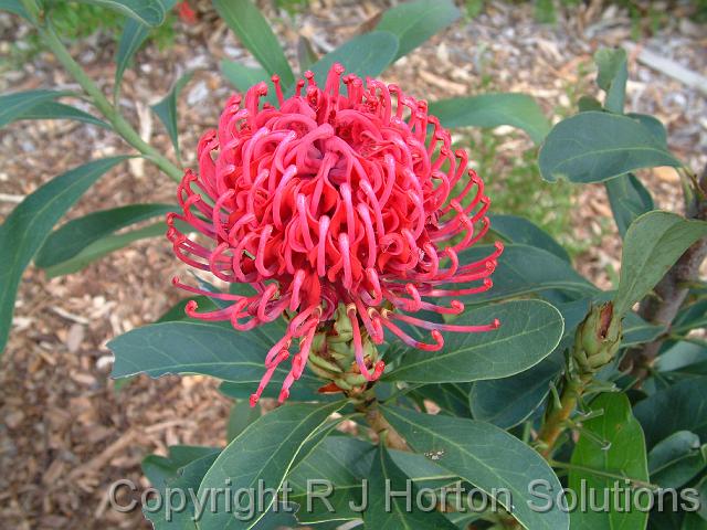 Waratah Shady Lady